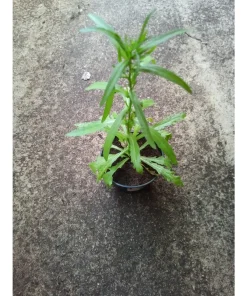 Cephalophora odorata (Helenium aromaticum) – molto profumata