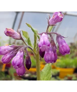 Consolida maggiore – Symphytum officinale