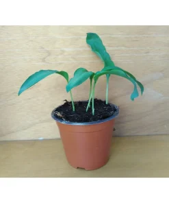 ALLIUM URSINUM – AGLIO ORSINO