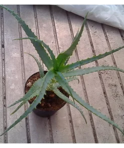 ALOE ARBORESCENS – Pianta biologica Piante di 3 anni