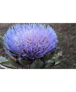 Carciofo Romanesco – CYNARA SCOLIMUS Pianta biologica
