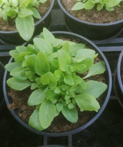 MIMULUS GUTTATUS – Mimolo giallo