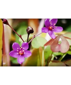 Ginseng terrestre – Talinum paniculatum