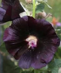 Althaea officinalis v. nigra – Altea nigra Pianta biologica
