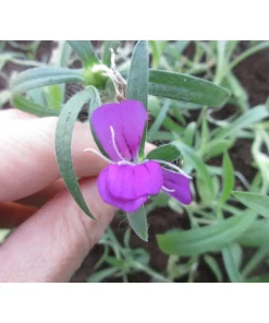 Anchusa Azurea Pianta biologica