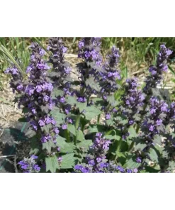 Leonorus cardiaca – Cardiaca