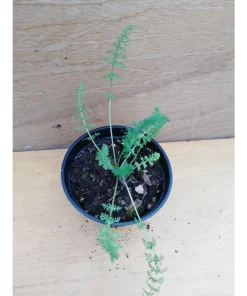 Carum carvi biologico – Cumino