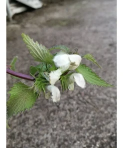 Lamium Album – ortica bianca Pianta biologica