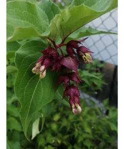 LEYCESTERIA FORMOSA – caprifoglio himalayano – ARBUSTO DELLE CARAMELLE