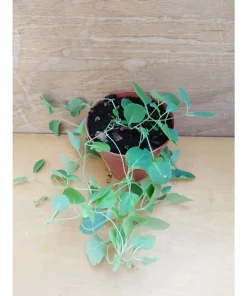 MIRABILIS MULTIFLORA – pianta sciamanica