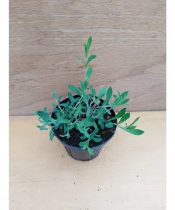 Silene vulgaris – Strigoli Pianta biologica