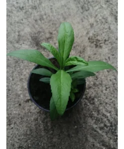 Dragoncello invernale – Tagete lucida